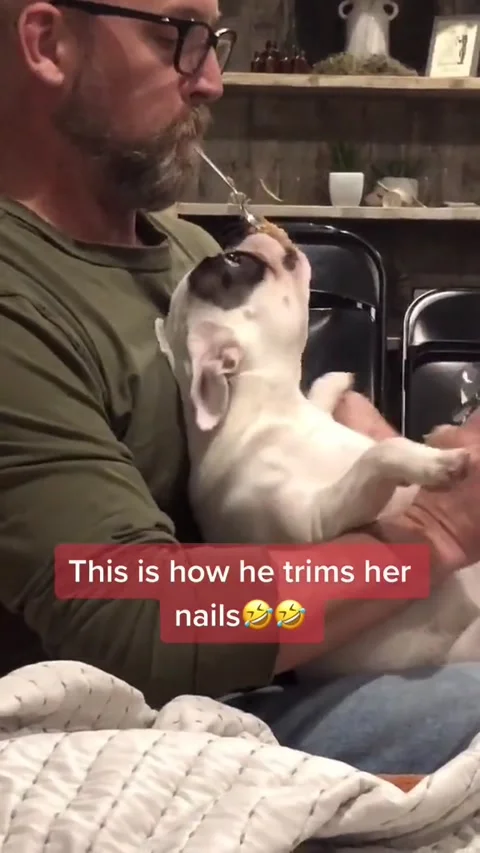 Using a Spoon with Peanut Butter to Trim Frenchie's Nails, Bentonville, Arkansas Stock Footage 205330738