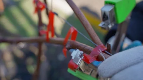 Using a stapler to tie up grapes, close-up Stock Footage 308930189