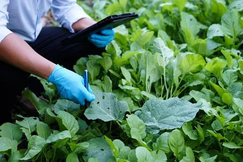 Using technology internet device to analysis crops. Stock Photos