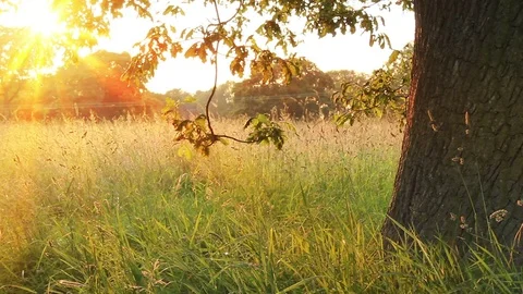 Using techonolgy in the wild 스톡 동영상 72555505