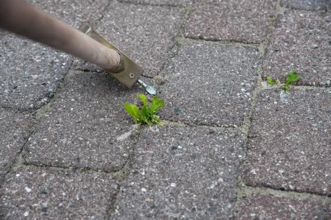 Using a tool to clean the stones from weed Stock Photos