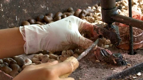 Using a tool to open cashews and extract the nut Stock Footage 120024765