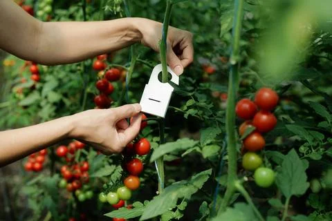 Using Trichogram for Biological Protection of Tomato Crops Stock Photos