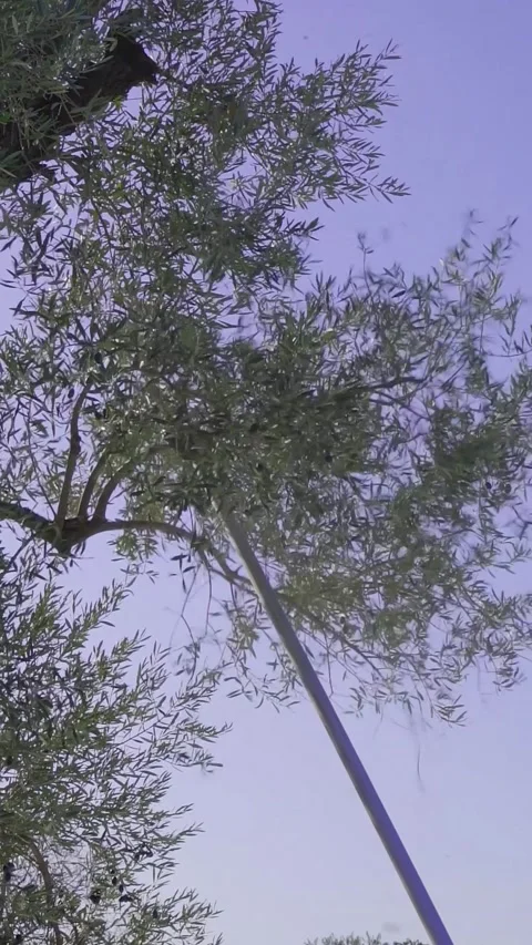 Using Vibration Machine for Olive Harvest IZMIR TURKEY DECEMBER 22, 2022 Stock Footage 327903293