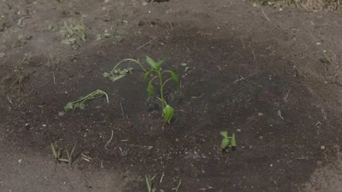 Using watering can person methodically waters plants in garden soil with Video stock 267617125