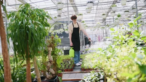 Using the watering device on plants. Stock Footage 243579566