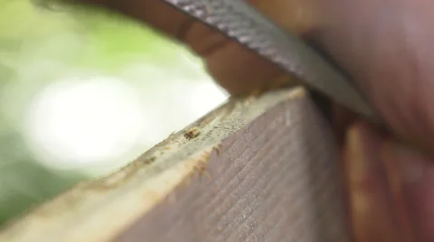 Using a wood rasp on the edge of a board Video stock 63506798