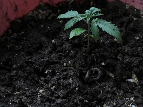 Using worms to improve potting soil when growing marijuana Stock Photos
