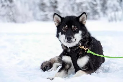 Usky dog taking a break between sled pulls Stock Photos