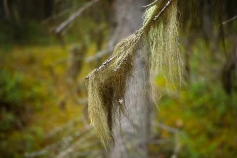 Usnea barbata - old man's beard Stock Photos