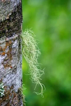 Usnea cornuta (old man's beard, beard lichen, beard moss) 스톡 사진