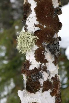 Usnea Stock Photos