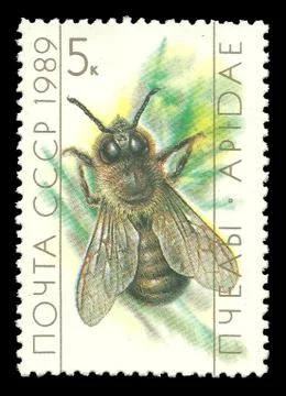 USSR Beekeeping, Drone Stock Illustration