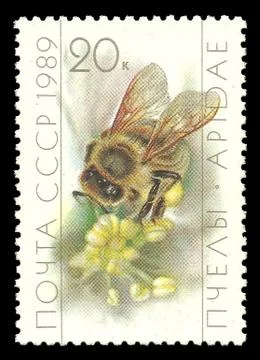 USSR Beekeeping, Honey Bee Stock Illustration