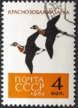 USSR - CIRCA 1962: Postage stamp printed in Soviet Union shows Red-breasted G Stock Photos