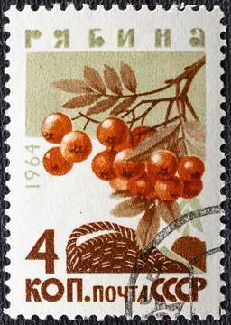 USSR - CIRCA 1964: A stamp printed in the USSR shows a Mountain ash from the  Stock Photos