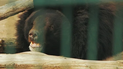 Ussuri bear yawns (ursus thibetanus) Stock Footage 102359613
