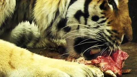 Ussuri tiger eats meat Video stock 86236576