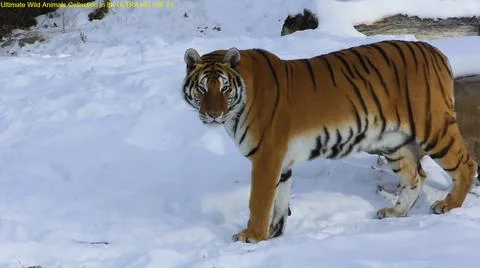 THE USSURI TIGER Stock Photos