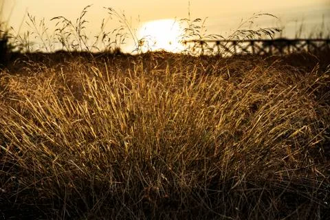 Ustica, grass in  backlight Stock Photos