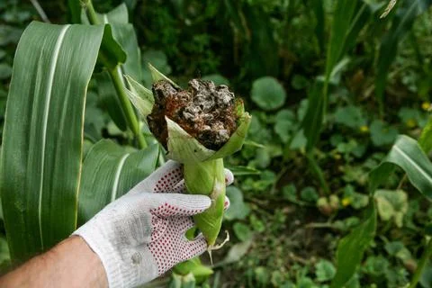 Ustilago maydis corn disease. Bubble smut manifests itself in the form of Stock Photos