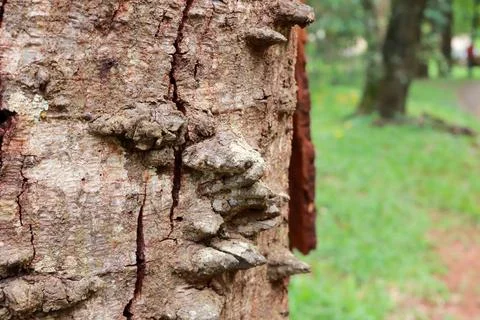The usual bark of the Anigic Tree also known as the Floss silk Stock Photos