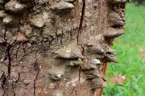 The usual bark of the Anigic Tree also known as the Floss silk Stock Photos