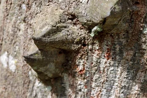 The usual bark of the Anigic Tree also known as the Floss silk Stock Photos