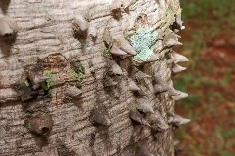 The usual bark of the Anigic Tree also known as the Floss silk Stock Photos