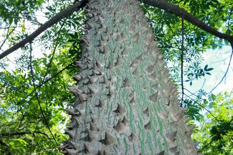 The usual bark of the Anigic Tree also known as the Floss silk Foto stock