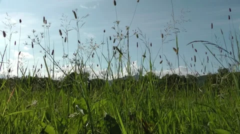 Usual grass in the world of insects as trees in our world Stock Footage 8563857