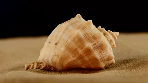 Usual marine seashell on sand, black, rotation, close up Stock Footage 54226916