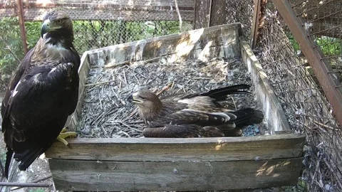 The usual routine of the mother of an eagle and her chick Stock Footage 159062247