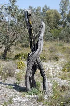 Usual tree trunk that has been burnt, Perth, Australia Stock Photos