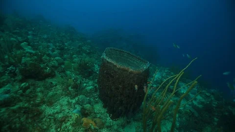 USVI St Croix Barrel Sponge from Overhead Underwater Stock Footage 122940598