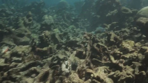 USVI St Croix Blue Parrotfish Swims Along Coral Reef Stock Footage 122940586