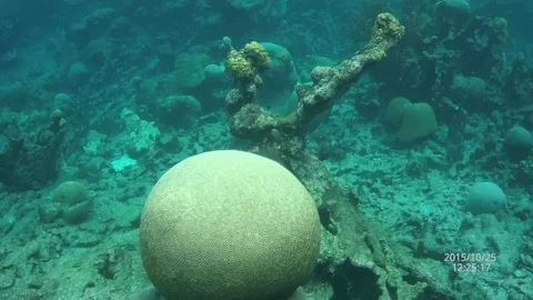 USVI St Croix Boulder Brain Coral on Ocean Floor Stock Footage 122940565