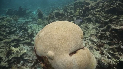 USVI St Croix Boulder Brain Coral Stock Footage 122940580