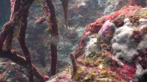USVI St Croix CU Vertical Trumpet Fish Underwater Stock-Footage 122940361