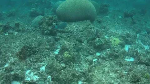 USVI St Croix Large Boulder Brain Coral Underwater Video Stock Footage 122940173