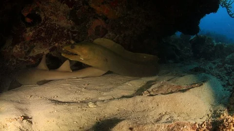 USVI St Croix Moray Eel Swims Away Under Sea Lege with Nurse Shark Stock Footage 122940083