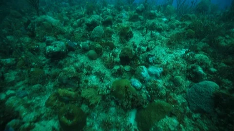 USVI St Croix Ocean Sponges, Coral, Fish, and Plant Life Underwater Stock Footage