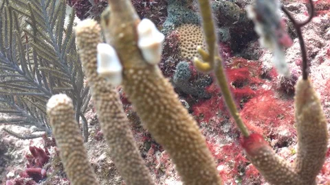 USVI St Croix Rack Focus Two Nudibranchs on Coral Underwater Stock Footage 122939800