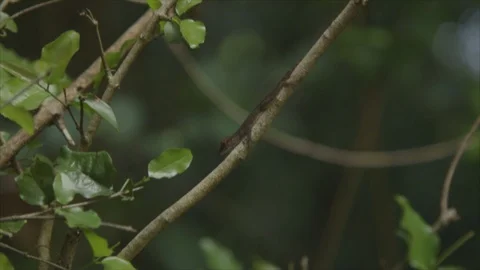 USVI St John Gecko on Tree Branch Darts Away Stock Footage 123667100