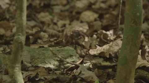 USVI St John Hermit Crab Walks across Leaves Stock Footage 123667198