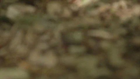 USVI St John Hermit Crab on Leaves Stock-Footage 123667201