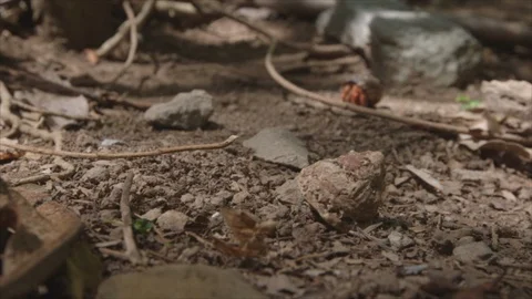 USVI St John Hermit Crab Moves in Background Stock Footage 123667384