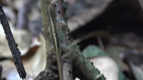 USVI St John Lizard Clings to Tree Branch Stock Footage 123667425
