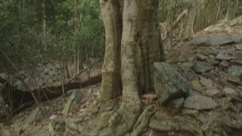 USVI St John Tree with Termite Nest Stock Footage 123667295