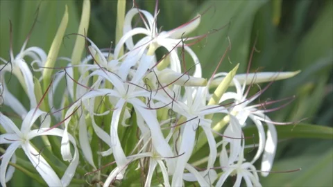 USVI St John White Flowering Plant Stock Footage 123667544